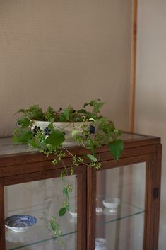 a glass cabinet with plants growing out of it