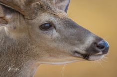 an image of a deer that is looking at the camera