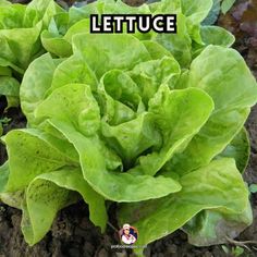 lettuce growing in the ground with words that read lettuce