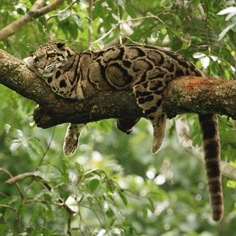 a cat is sleeping on a tree branch