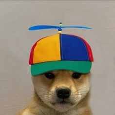 a dog with a colorful hat on its head