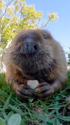 a close up of a groundhog holding something in it's hands on the grass