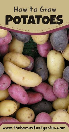 several different types of potatoes piled up together