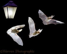 four white bats flying in the night with a lantern and street light behind them on a black background