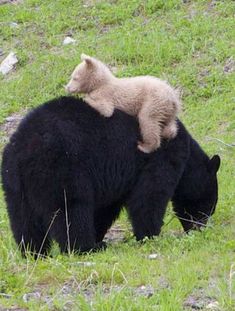 a bear and its cub are standing on the back of another bear in a grassy field