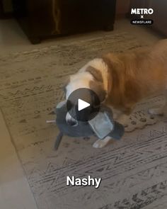 2.4M views · 47K reactions | Dog blinded by toy | He can't work out why he can't see 😭 | By Metro | Facebook