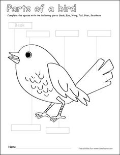 the parts of a bird worksheet