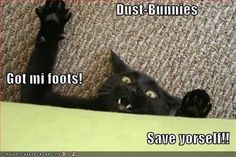 a black cat laying on top of a carpet next to a wall with the caption, dust - bunnies got out boots save yourself