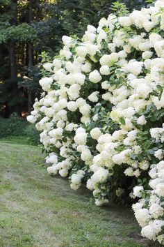 white flowers line the side of a hedge