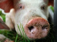 a close up of a pig's nose in the grass