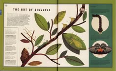 an open book with pictures of leaves and insects