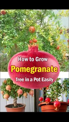 how to grow pomegranate tree in a pot easily with instructions for growing pomegranates