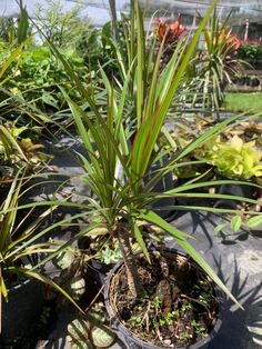 several potted plants are sitting on the ground