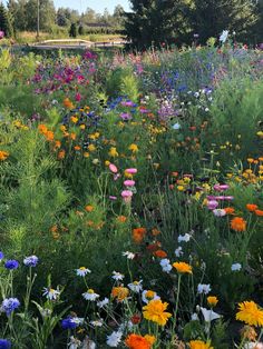 a field full of colorful wildflowers and other flowers next to a road with trees in the background