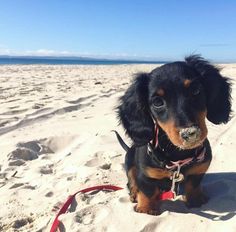 a small black and brown dog sitting on top of a sandy beach