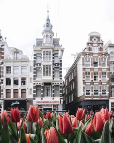 red tulips are in the foreground with buildings in the background