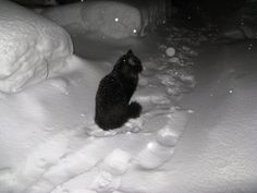 a black cat sitting on top of snow covered ground