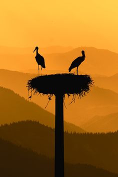 two birds standing on top of a nest in the middle of a mountain at sunset