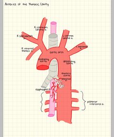 an image of the heart and its major vessels in which it is located on paper