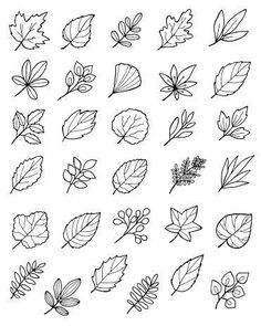 the different types of leaves drawn by hand