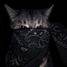 a cat hiding behind a bandana in the dark