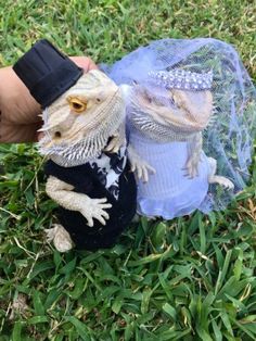 a small lizard in a sweater and hat next to a stuffed animal on the grass