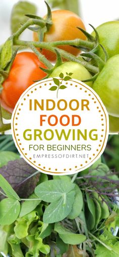 an indoor garden with tomatoes, lettuce and other vegetables in the background text overlay reads indoor food growing for beginners