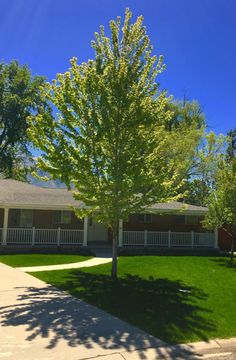 a tree in front of a house on a sunny day