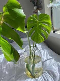 a plant in a glass vase on a bed