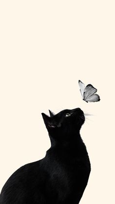 a black cat looking up at a white butterfly on the back of it's head