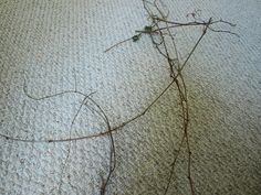 a dead plant on the floor with no leaves