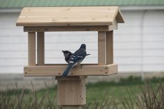 a blue bird perched on top of a wooden bird feeder in front of a house