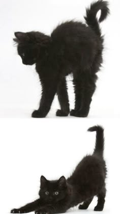 two pictures of a black cat on the same page, one is playing with it's tail