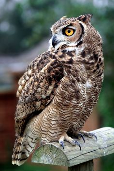 an owl sitting on top of a wooden post