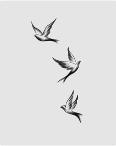 three black and white birds flying in the sky