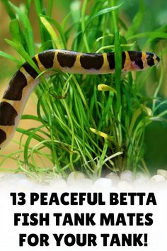 a fish that is sitting in some grass with the words 13 peaceful betta fish tank mates for your tank