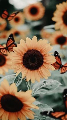 sunflowers and butterflies with the caption picsart