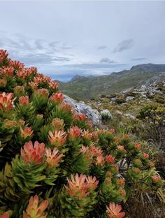 some pink and green plants on the side of a hill with mountains in the background