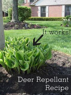 a green plant growing out of the ground in front of a house with text overlay that reads it works