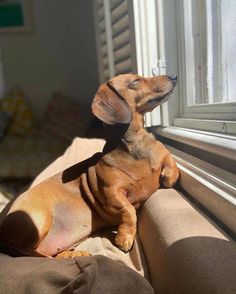 a small brown dog laying on top of a couch next to a window sill