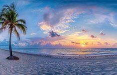 a palm tree sitting on top of a sandy beach next to the ocean at sunset