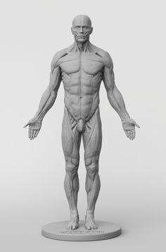 an image of a man's muscles model on a white surface with no background