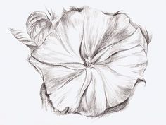 a pencil drawing of a flower on a white paper background, with the petals still attached