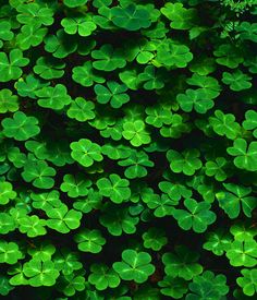 many green leaves are growing on the ground