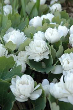 some white flowers are growing in the grass