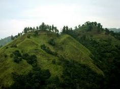 a hill covered in lush green grass with trees on top