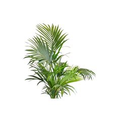 a palm tree is shown against a white background