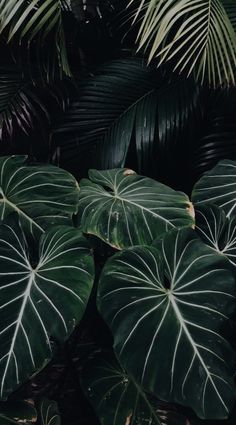 large green leafy plants are in the dark