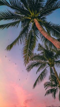 palm trees against a pink and blue sky