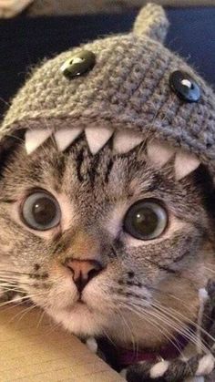 a cat wearing a knitted hat with spikes on it's head and eyes